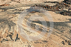 Tide Scoured Beach Sea Weed and Sand Grains