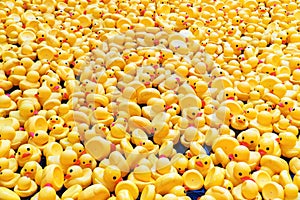 A tide of yellow rubber ducks in a swimming pool. Perfect shot for childhood