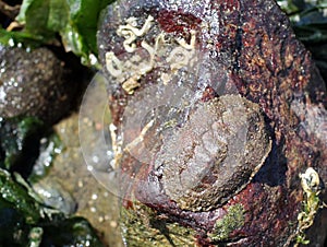 Tidepool Creatures - Chiton