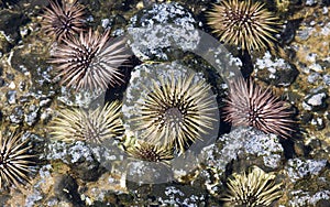 Tidepool Sea Urchins