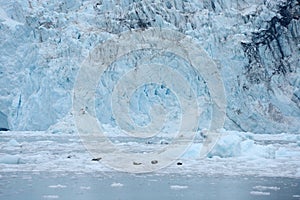 tidewater glacier photo