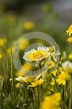 Tidy Tips and Grass