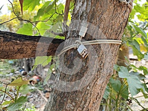 tie the tree with an old USB cable