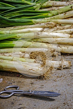 Tied of calÃ§ots, variety of tender onions.