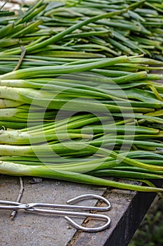 Tied of calÃ§ots, variety of tender onions.