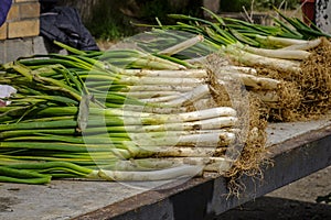 Tied of calÃ§ots, variety of tender onions.