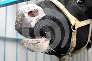 Tied cow cry in the paddock Moos opened her mouth at the slaughterhouse photo