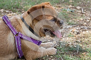 Tied dog sitting on the grass with its tongue sticking out in closeup