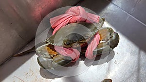 Tied fresh live freshwater mud crab sold arranged inside container box display. Fish caught by fishermen. Concept for