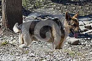 A tied German shepherd dog stands and waits for his master, town teteven