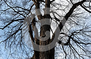 Tied main branches in the crown of the elm. the arborist tied the old and fragile branches together with a synthetic rope. items m