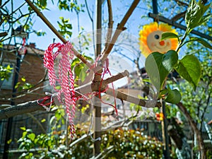 Tied Martenitsi. Baba Marta day Bulgaria. Tradition of welcoming spring