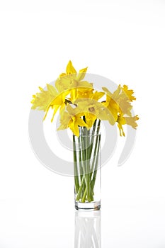 Tied narcissus flowers isolated on white background