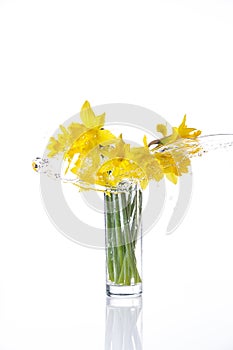 Tied narcissus flowers isolated on white background