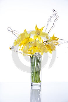 Tied narcissus flowers isolated on white background