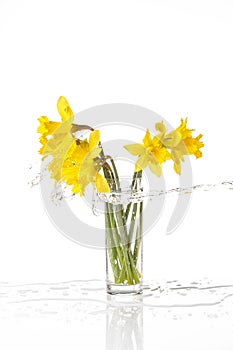 Tied narcissus flowers isolated on white background