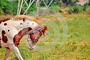 Tied with rope a horse,Tied with rope a Indian horse,close up view of asian horse,brown horse running in park,brown/white horse