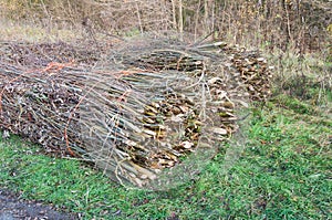 Tied willow branches waiting for transport