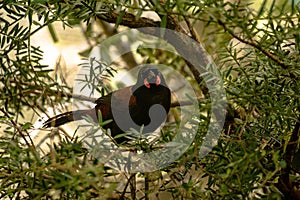 Tieke, or north island saddleback photo