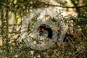 Tieke, or north island saddleback photo