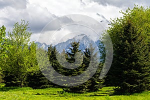 Tien Shan firs against the backdrop of high mountains covered with thick clouds