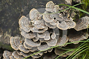 Tiered Fungi photo
