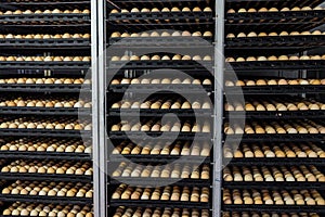 Tiered shelving with chicken eggs in agro-industrial incubator
