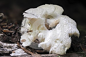 The Tiered Tooth Hericium cirrhatum is an edible mushroom