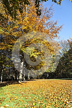 Tiergarten in Berlin