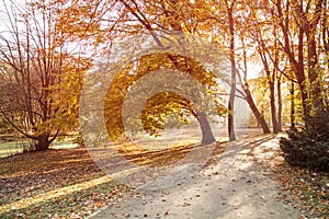 Tiergarten in Berlin in autumn photo