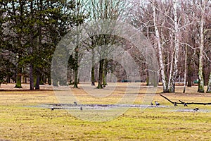 Tiergarten park in Mitte in central Berlin, Germany photo