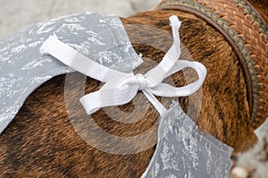 The ties of the postoperative blanket on the back of the pit bull. Close-up