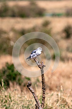 Tifted Titmouse Bird Resting On Tree Branch In Maasai Mara National Reserve Game Park Narok County