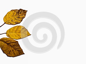 tiga buah daun musim gugur yang terisolasi di latar belakang putih. latar belakang konsep alam dan fallthree fruits of autumn photo