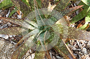 Tigar tooth, Aloe Juvenna