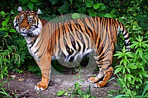 Tiger photo