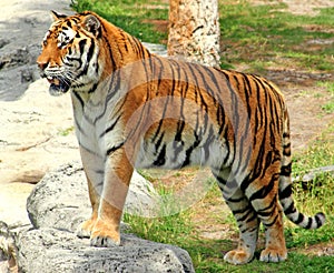 Tiger