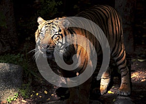 Tiger photo