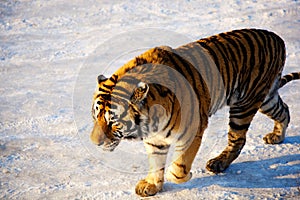 Tiger