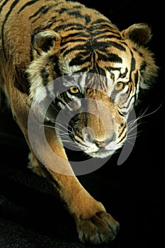 Tiger photo