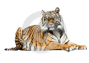 Tiger photo