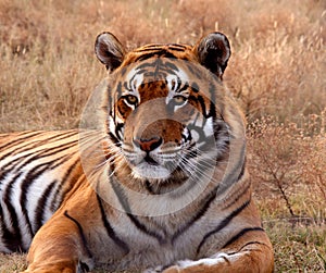 Tiger photo