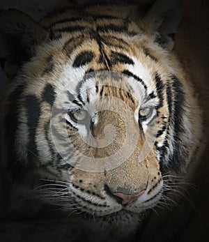 tiger