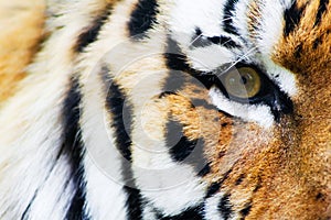 Tiger photo