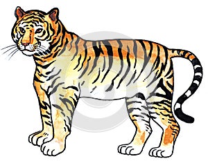 Tiger