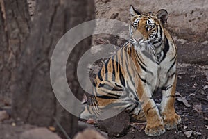 Tiger