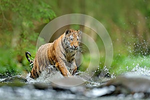 Tiger Action wildlife scene, wild cat, nature habitat. Tiger running in water. Danger animal, tajga in Russia. Animal in the fores photo
