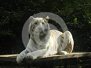 Tiger albino