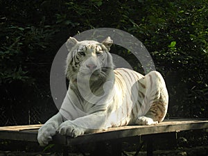 Tiger albino photo