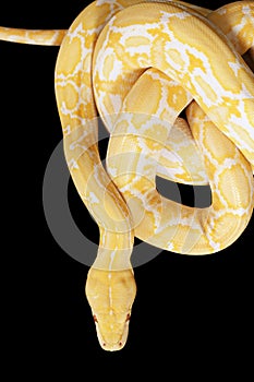 Tiger Albino Python snake